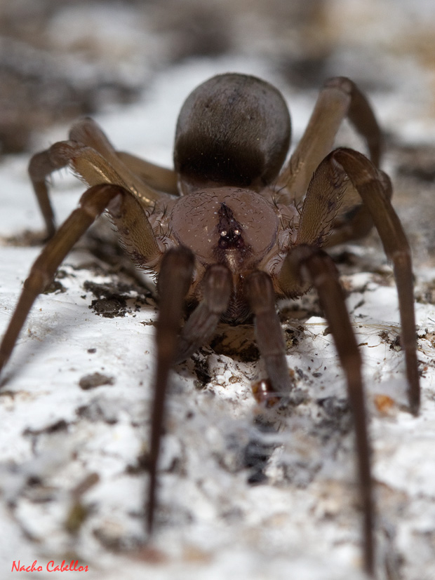 II Testing Campo de Calatrava-El Primillar. Mayo 2013.