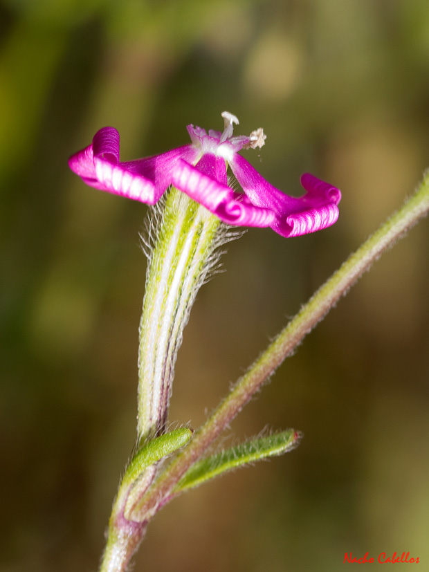 II Testing Campo de Calatrava-El Primillar. Mayo 2013.