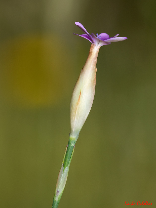 II Testing Campo de Calatrava-El Primillar. Mayo 2013.
