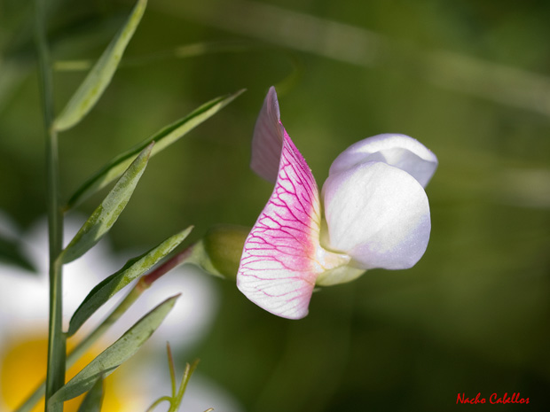 II Testin Campo de Calatrava-El Primillar. Mayo 2013.