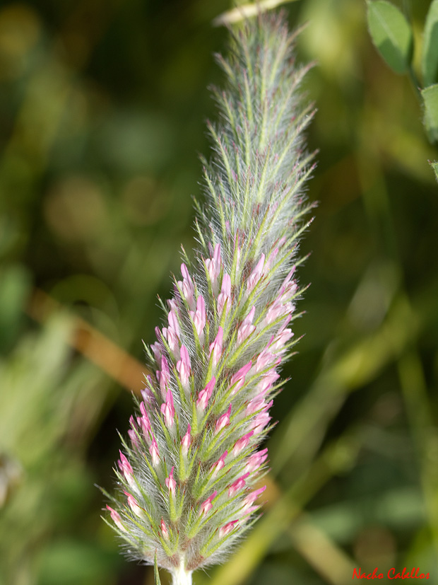 II Testing Campo de Calatrava-El Primillar. Mayo 2013.