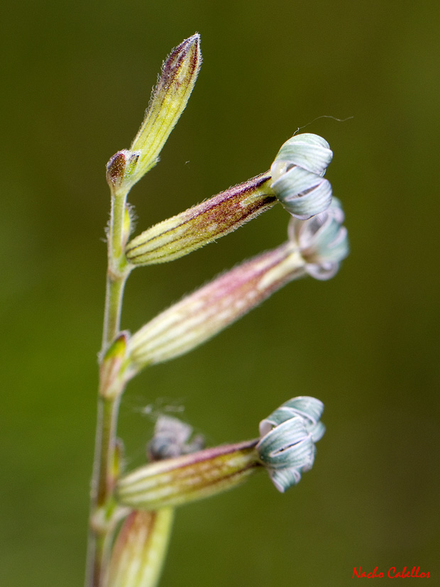 II Testing Campo de Calatrava-El Primillar. Mayo 2013.