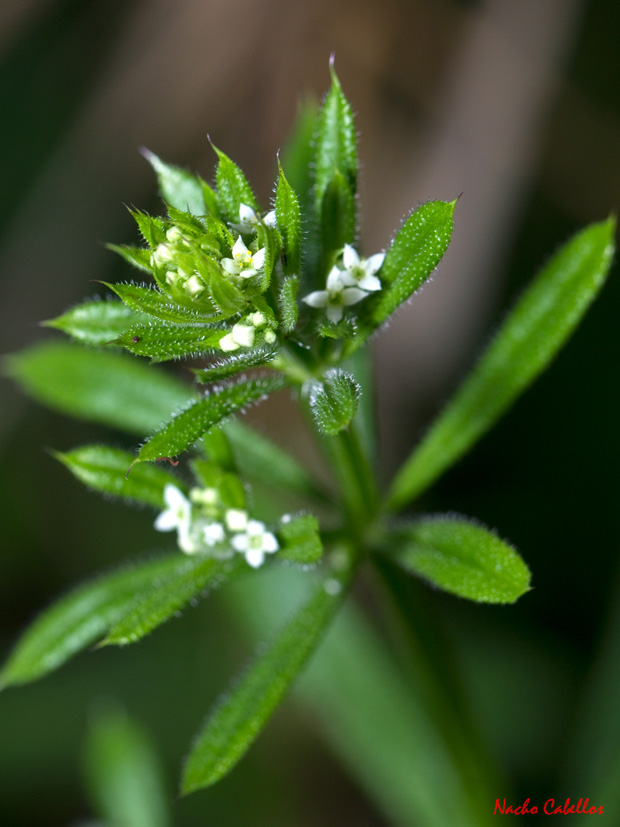 II Testing Campo de Calatrava-El Primillar. Mayo 2013.