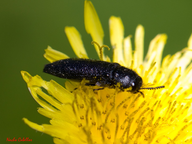 II Testing Campo de Calatrava-El Primillar. Mayo 2013.