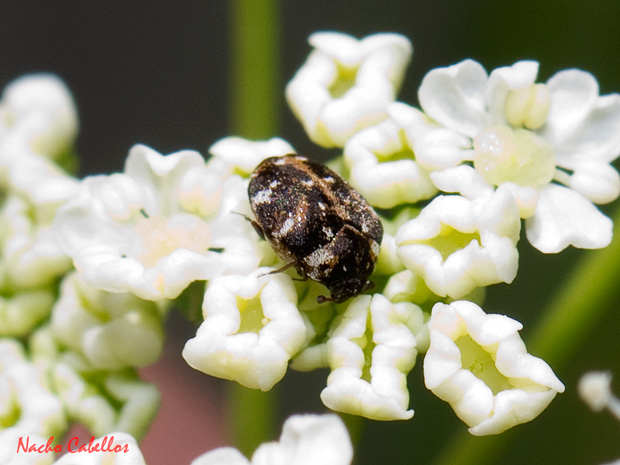 II Testing Campo de Calatrava-El Primillar. Mayo 2013.