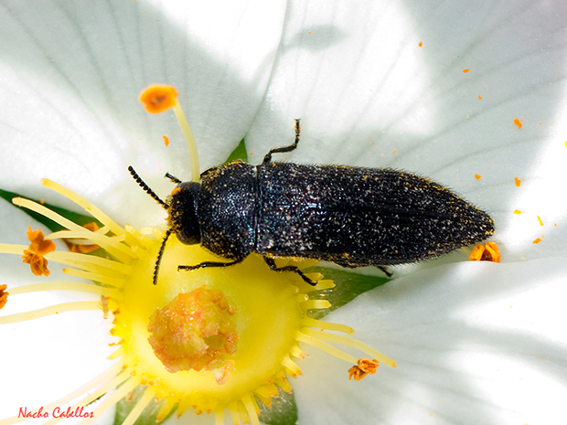 IV Testing campo de Calatrava-El Primillar. Mayp 2015.