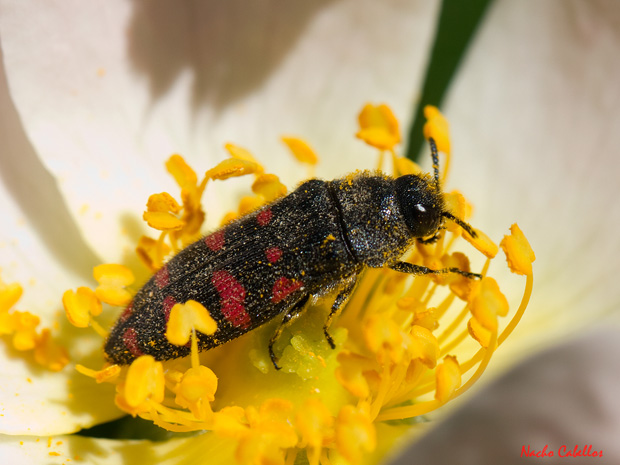 II Testing Campo de Calatraav-El Primillar. Mayo 2013.