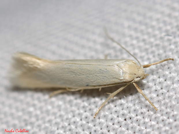 II Testing Campo de calatrava-El Primillar. Mayo 2013.