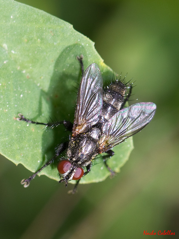 III Testing PN Tablas de Daimiel. Mayo 2013.