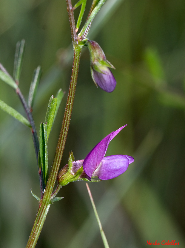 III Testing PN Tablas de Daimiel. Mayo 2013.