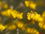Hippocrepis sp.