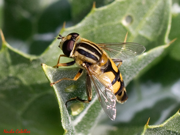 III Testing PN Tablas de Daimiel. Mayo 2013.
