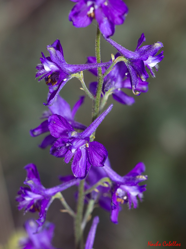 Flor zigomorfa en Delphinium.