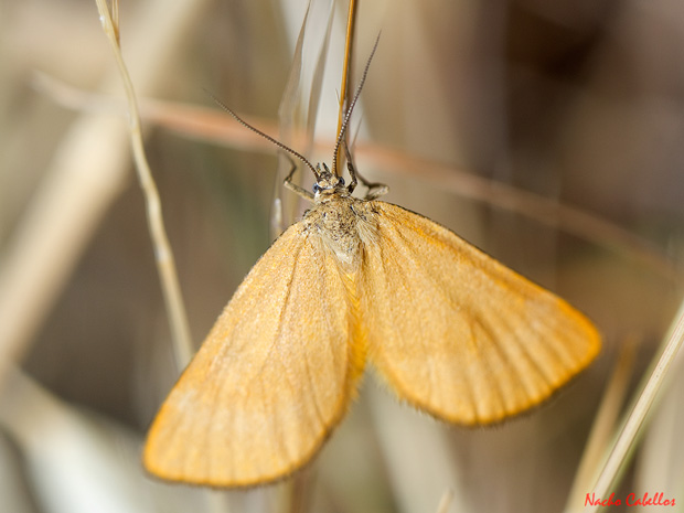 Cerro del Moro. Aldea del Rey. Junio 2013.