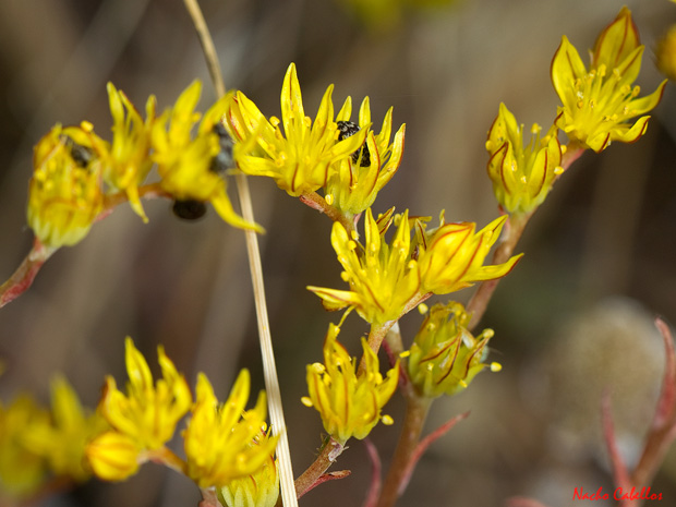 Cerro del Moro. Aldea del Rey. Junio 2013.
