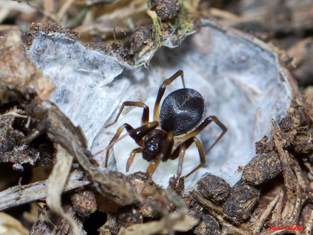 I Testing Campo de Calatrava-El Primillar. Abril 2012