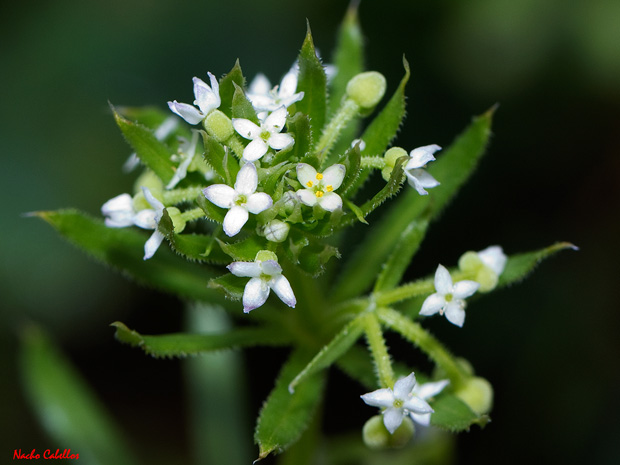 I Testing Campo de Calatrava-El Primillar. Abril 2012.