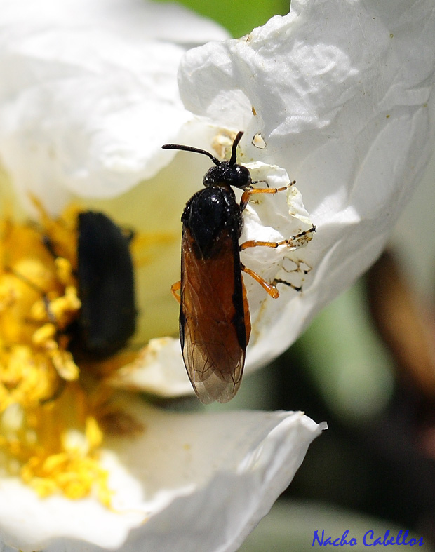 Camino de los mineros. Puertollano. Mayo 2010.