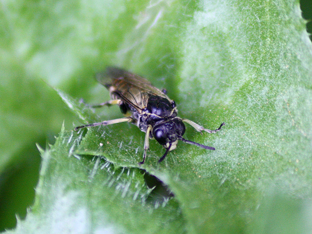Los Pinos. Puertollano. Marzo 2009.