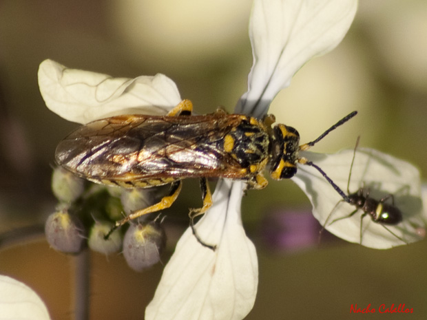 Los Pinos. Puertollano. Abril 2009.