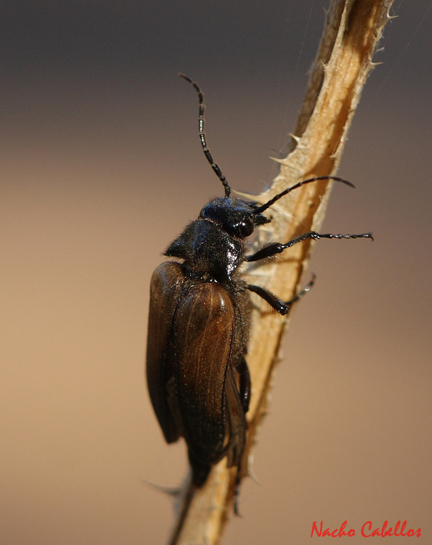 Los Pinos. Puertollano. Julio 2010.