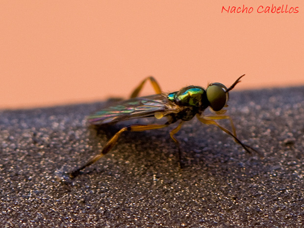 Patio de luces. Puertollano. Octubre 2010.