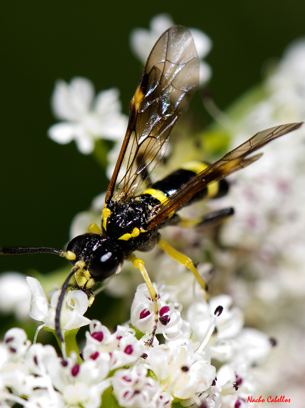 II testing PN Cabañeros. Mayo 2012.