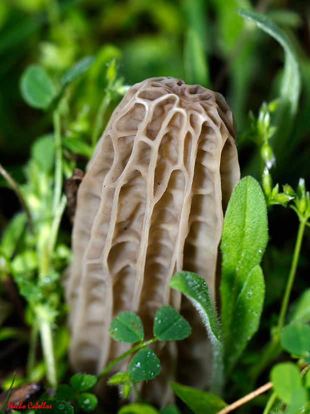 Cerro del Moro. Aldea del Rey. Abril 2013.