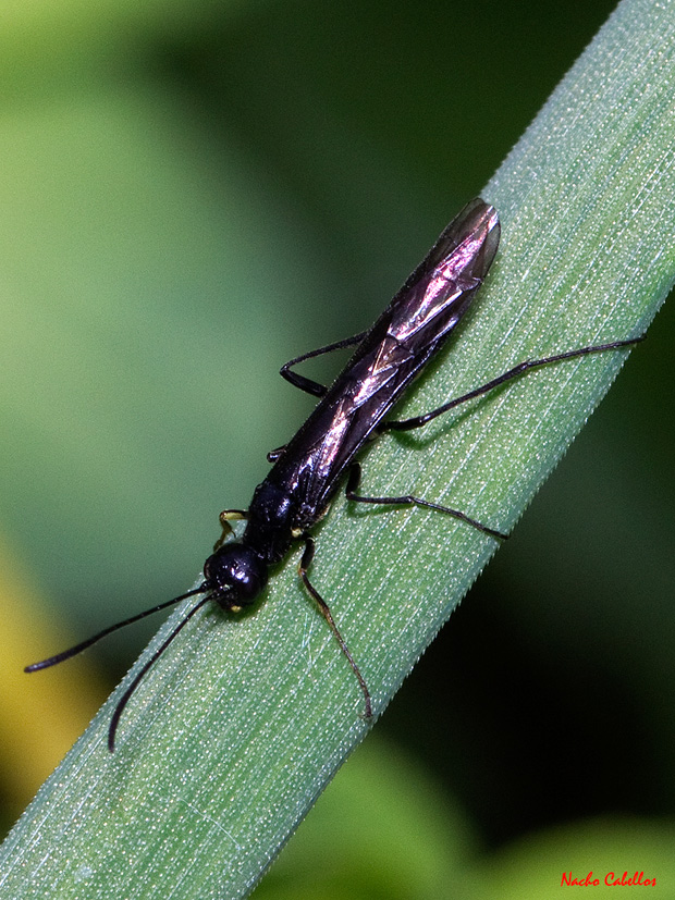 I Tesitng Campo de Calatrava-El Primillar.  Abril 2012.