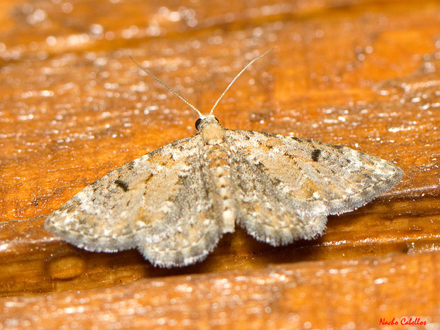 I Testing Chico Mendes. Mayo 2012.