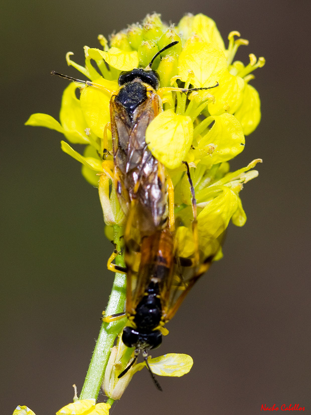 Laguna de Caracuel. Mayo 2011.