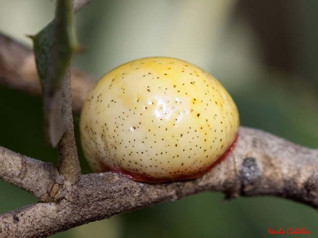 II Testing Campo de Calatrava-El Primillar. Mayo 2013.