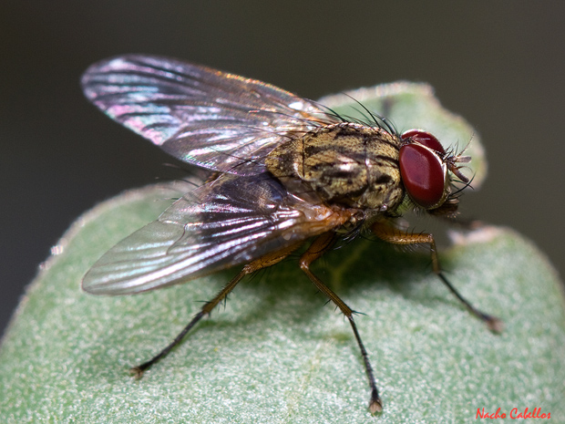 II Testing Campo de Calatrava-El Primillar. Mayo 2013.