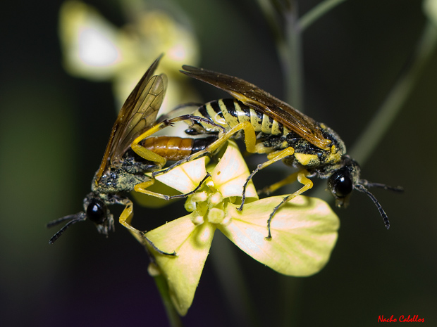 I Testing Chico Mendes. Mayo 2012.