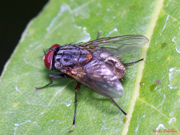 Argamasilla de Calatrava. Septiembre 2013.