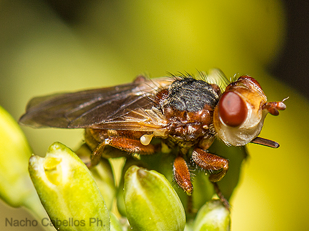 Sierra Morena. Castellar de Santiago. Abril 2014.