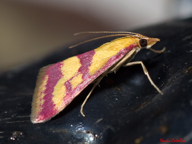 Pyrausta sanguinalis