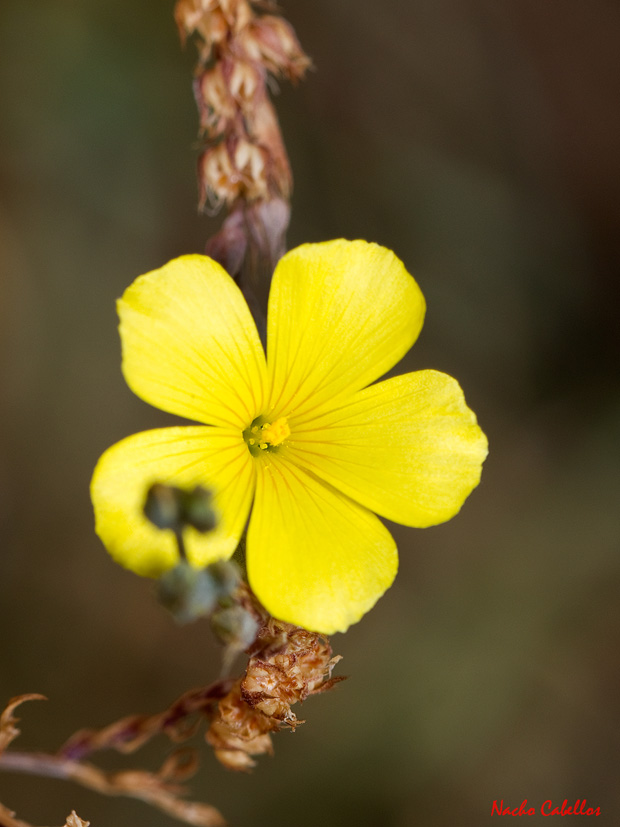 Las Virtudes. Septiembre 2013.
