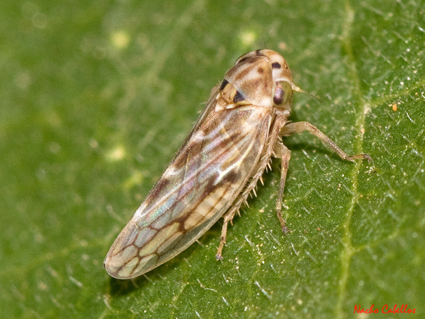 Agallia consobrina