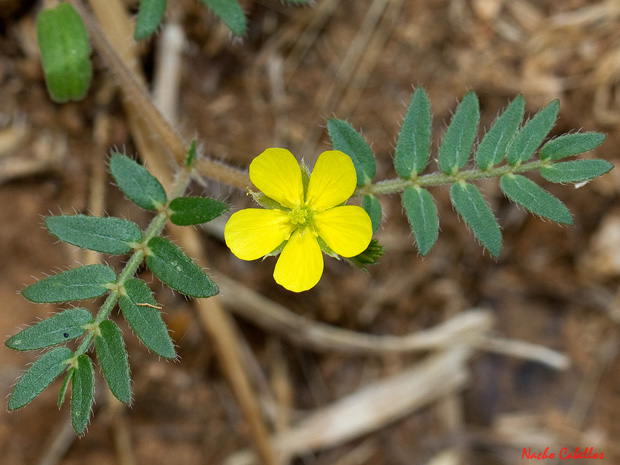 Las Virtudes. Septiembre 2013.