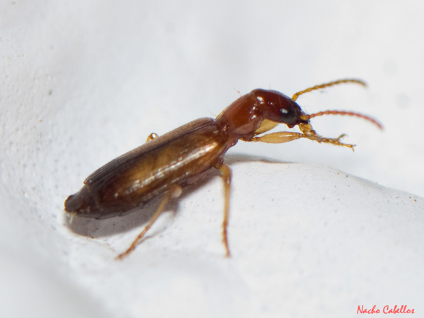 Las Virtudes. Septiembre 2013.