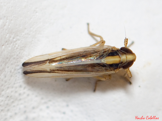 Las Virtudes. Septiembre 2013.