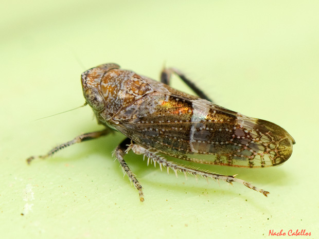 Las Virtudes. Septiembre 2013.