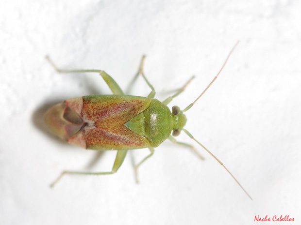 Las Virtudes. Septiembre 2013.