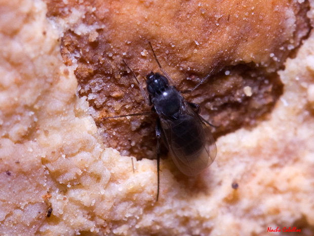 Testing Subterráneo Cueva de los Muñecos. Abenójar. Marzo 2013.