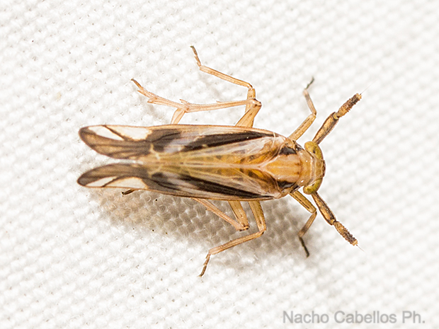 Los Barranquillos. Sierra Morena. Agosto 2016.