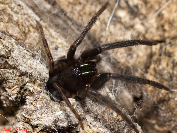 II Testing Camo de Calatrava-El Primillar. Mayo 2013.