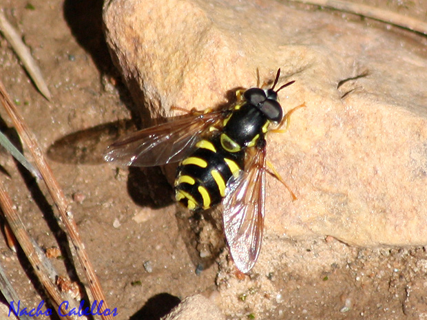 Los Pinos. Puertollano. Marzo 2009.