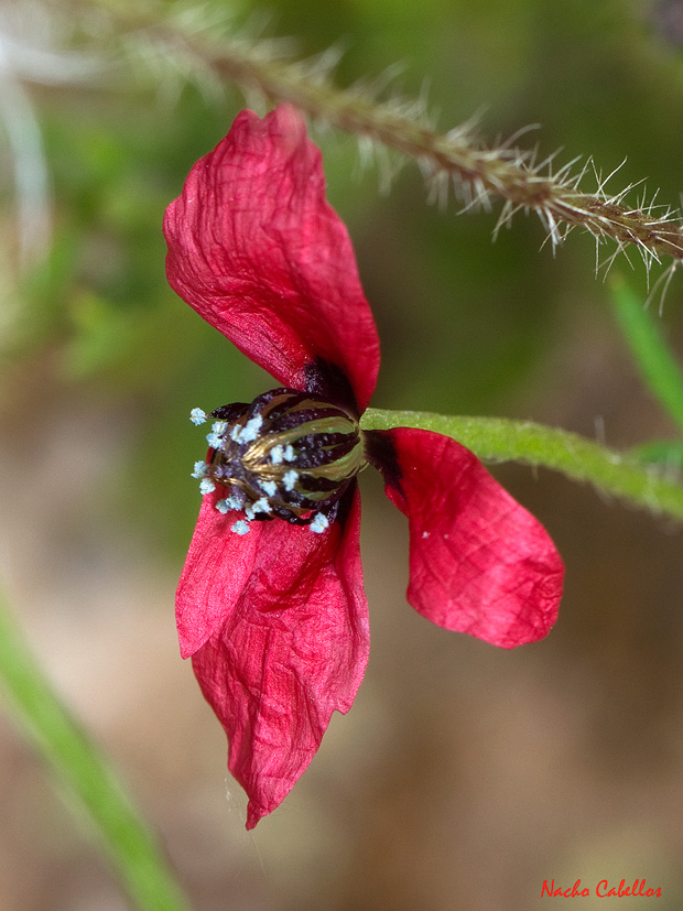 II Testing Campo de Calatrava-El Primillar. Mayo 2013.