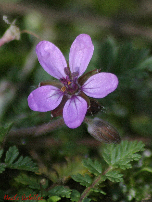 Los Pinos. Puertollano. Febrero 2010.